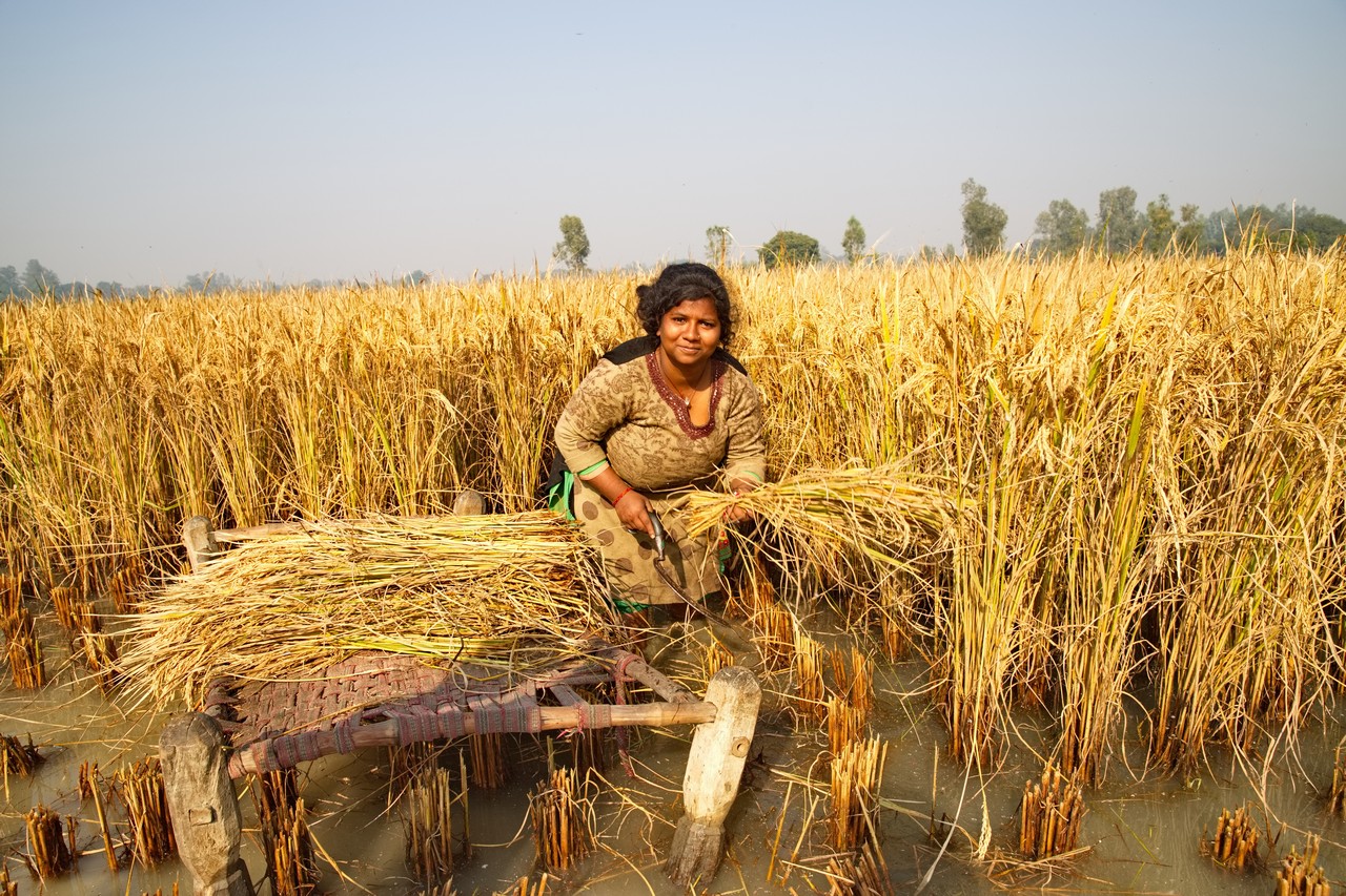 קציר האורז בכפר הודו