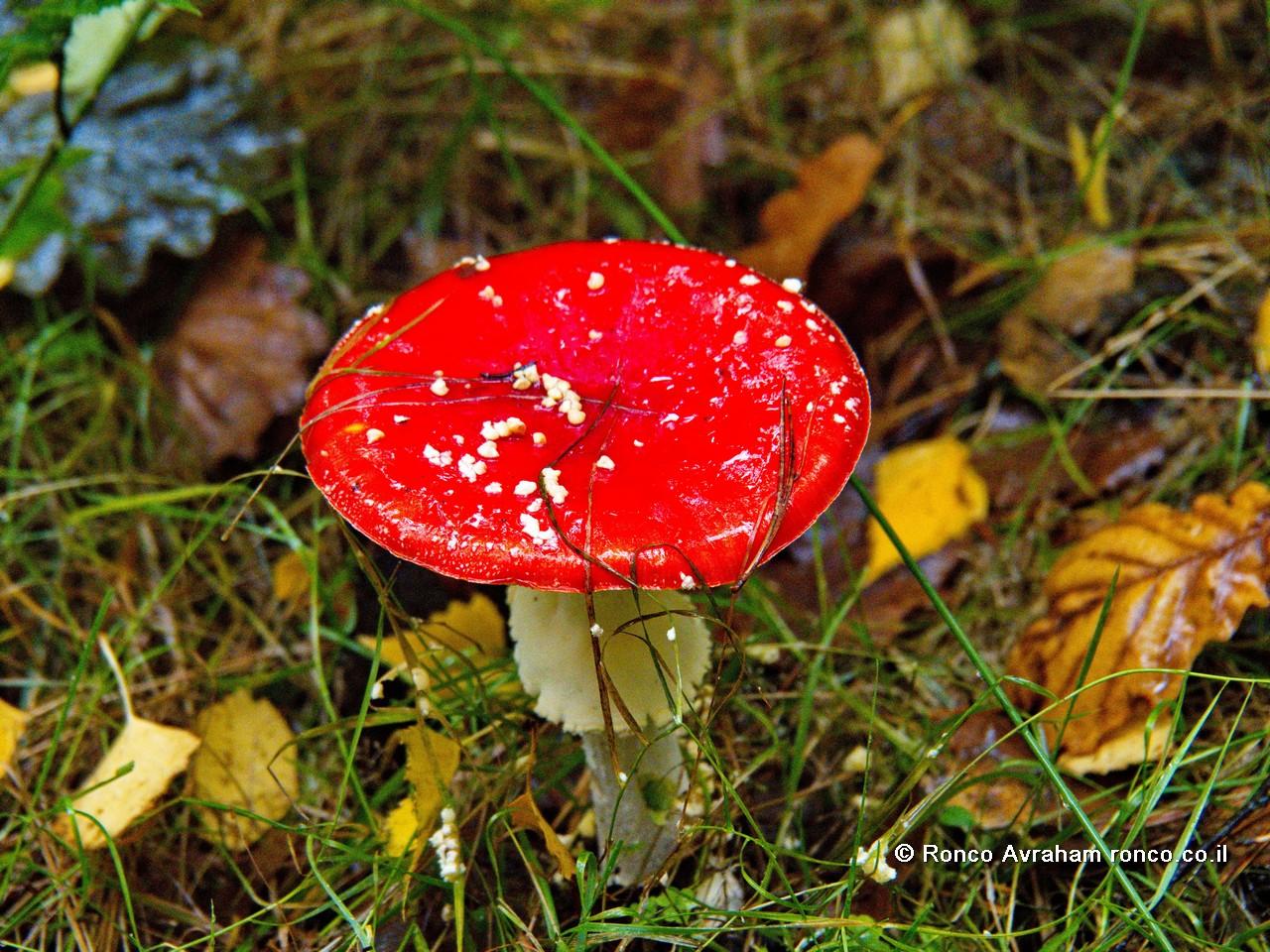 פטריה אדומה ביערות בוהמיה השווצרית